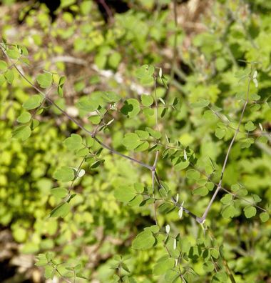 Weiße Chinesische Wiesenraute - Thalictrum delavayi