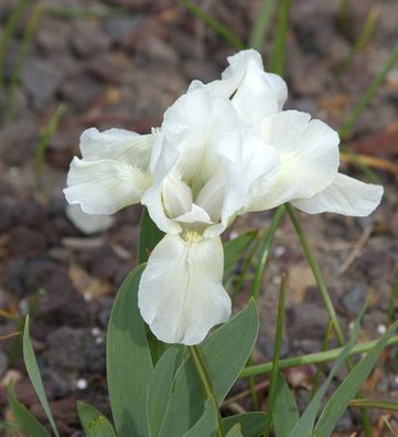 Zwergschwertlilie Die Braut - Iris barbata