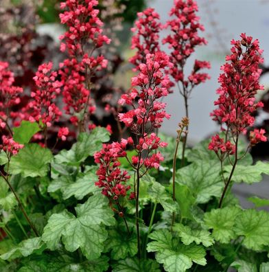 Purpurglöckchen Paris - Heuchera micrantha