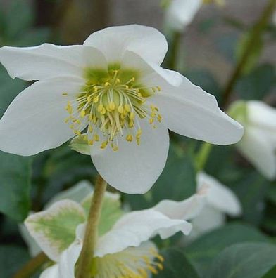 Christrose Praecox - Helleborus niger