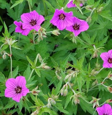 Schwarzäugiger Storchschnabel Patricia - Geranium psilostemon