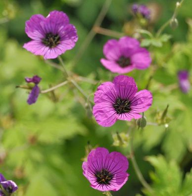 Schwarzäugiger Storchschnabel - Geranium psilostemon