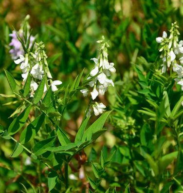 weiße Geißraute - Galega hartlandii