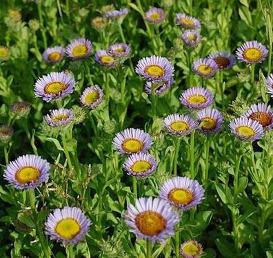 blaugrünes Gänseblümchen - Erigeron glaucus