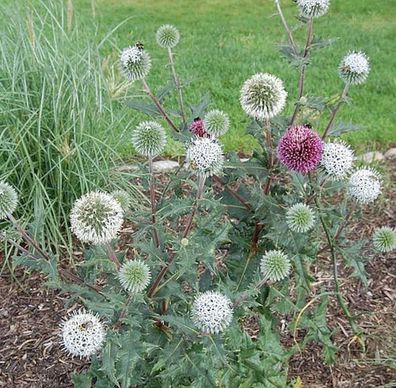 Kugeldistel Arctic Glow - Echinops sphaerocephalus