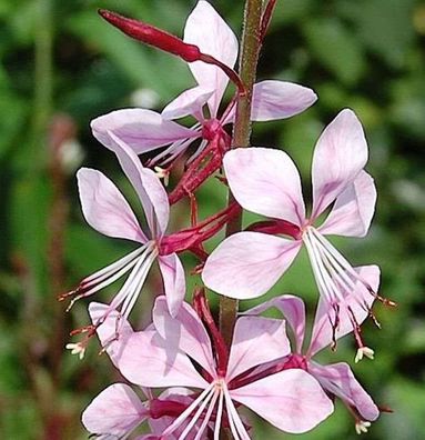 Prachtkerze Summer Breeze - Gaura lindheimeri