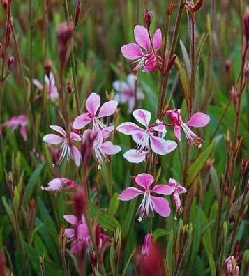 Prachtkerze Siskiyou Pink - Gaura lindheimeri