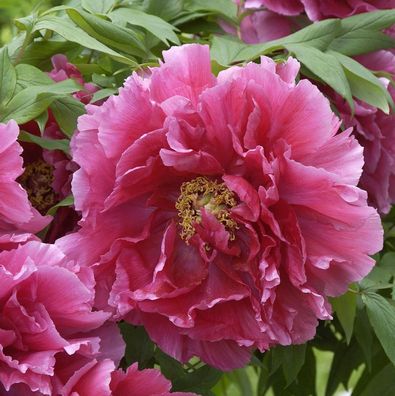 Strauchpfingstrose Rosa - Paeonia suffruticosa