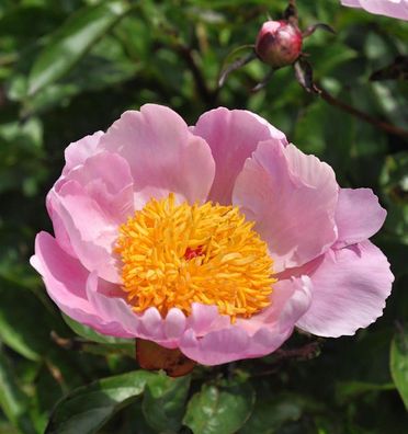 Edelpfingstrose Holbein - Paeonia lactiflora