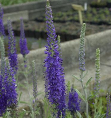 Polsterveronika Silbersee - Veronica spicata