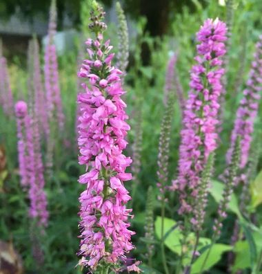 Polsterveronika Erika - Veronica spicata