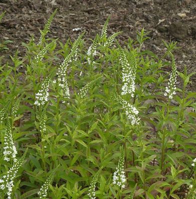 Spanischer Felberich - Lysimachia ephemerum