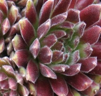 Hauswurz Candy Floss - Sempervivum tectorum