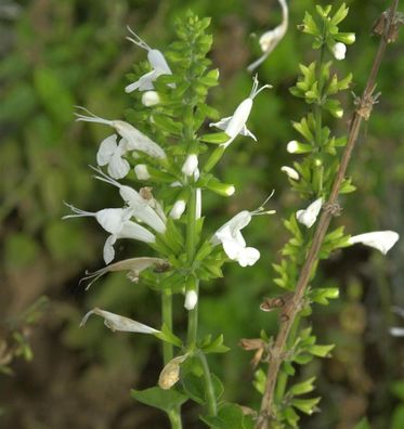 Quirlblütiger Salbei White Rain - Salvia verticillata