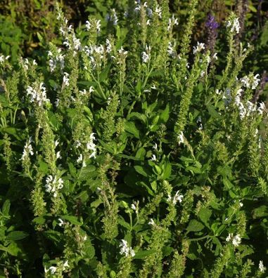 Ziersalbei Schneehügel - Salvia nemorosa