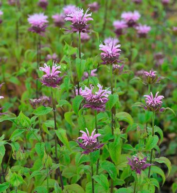 Indianernessel Elsies Lavander - Monarda fistulosa