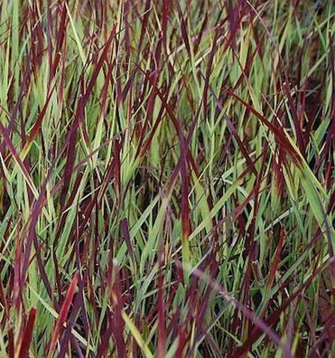 Rutenhirse Külsenmoor - Panicum virgatum