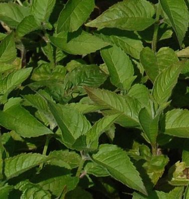 Indianernessel Twins - Monarda fistulosa