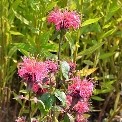 Indianernessel Präriebrand - Monarda fistulosa