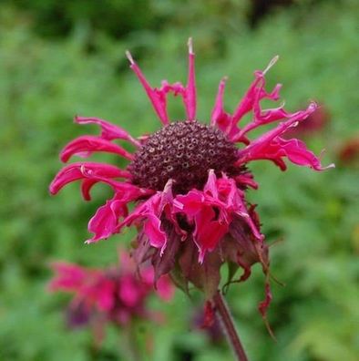 Indianernessel Feuerschopf - Monarda fistulosa