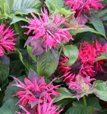 Indianernessel Pink Supreme - Monarda didyma