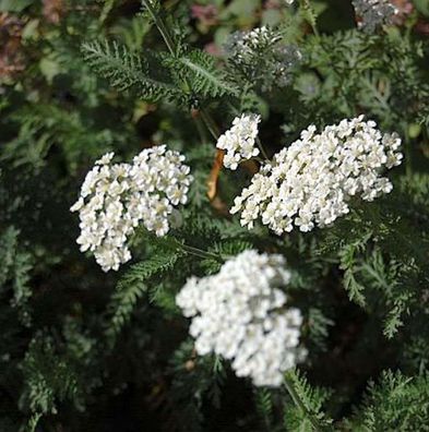 Schafgarbe Schneetaler - Achillea millefolium