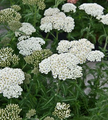 Schafgarbe Umellata - Achillea umellata