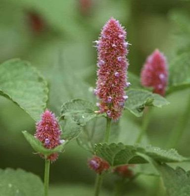 Felsen Nessel - Agastache rupestris