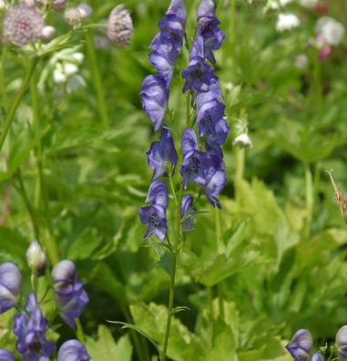 Eisenhut Kleiner Ritter - Aconitum napellus