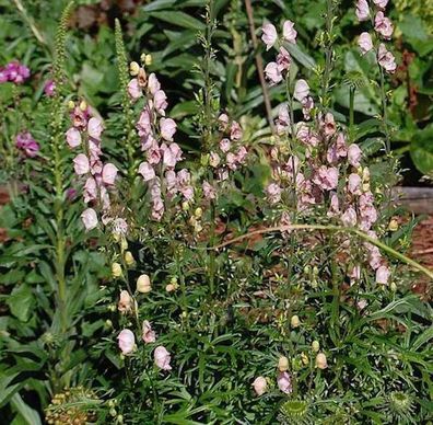 Eisenhut Rubellum - Aconitum napellus