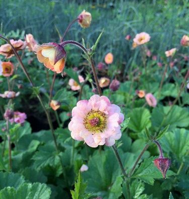 Nelkenwurz Mai Tai - Geum cultorum