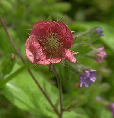 Bachnelkenwurz Leonard - Geum rivale