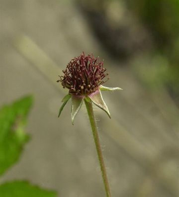 Echter Nelkenwurz - Geum urbanum