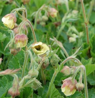 Bachnelkenwurz Lemon Drops - Geum rivale