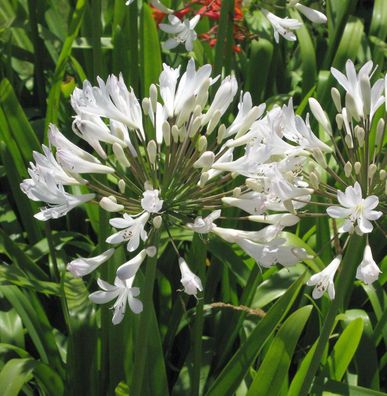 Liebesblume Schmucklilie Arctic Star - großer Topf - Agapanthus africanus