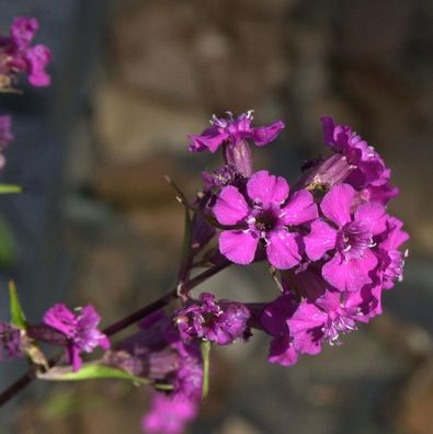 Pechnelke - Lychnis viscaria