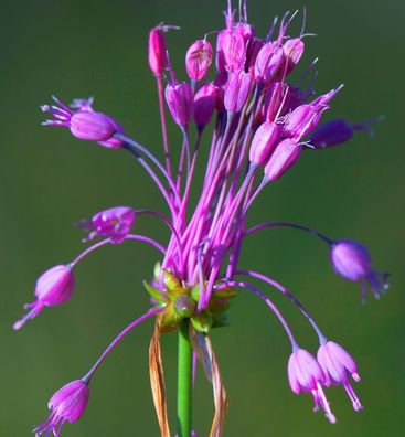 Gekielter Lauch - Allium carinatum