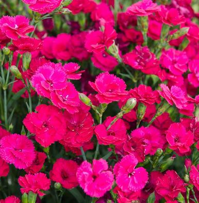 Federnelke Whatfield Magenta - Dianthus plumarius