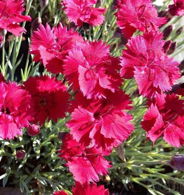 Pfingstnelke Badenia - Dianthus gratianopolitanus