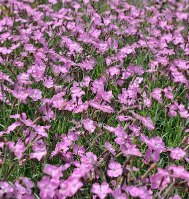 Pfingstnelke Amaranth - Dianthus gratianopolitanus