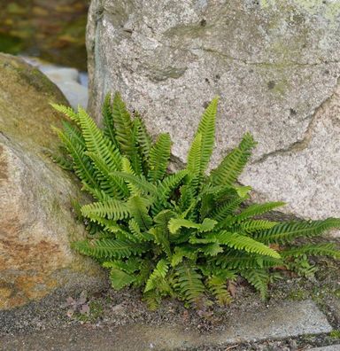 Rippenfarn Marina - Blechnum penna