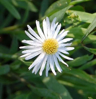 Scheinaster Snowbank - Boltonia asteroides