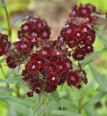 Bartnelke Sooty - Dianthus barbatus