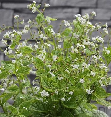 Kaukasus Vergißmeinnicht Betty Bowering - Brunnera macrophylla