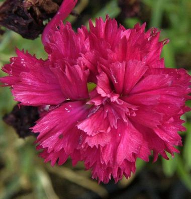 Federnelke Desmond - Dianthus plumarius