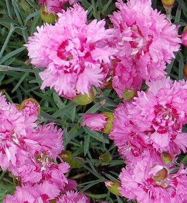 Federnelke Maggie - Dianthus plumarius