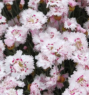 Federnelke Ine - Dianthus plumarius