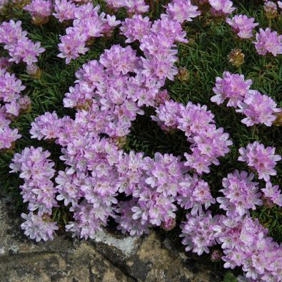 Grasnelke - Armeria caespitosa