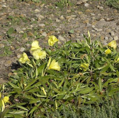 Polster Nachtkerze Incana - Oenothera macrocarpa