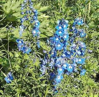 Rittersporn Sternenhimmel - Delphinium belladonna